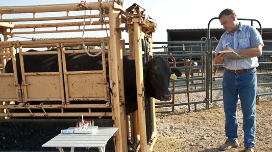 Farmer inspecting livestock